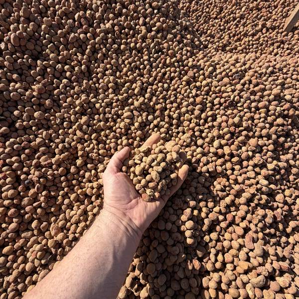 Pea Gravel — rounded tan pea gravel
